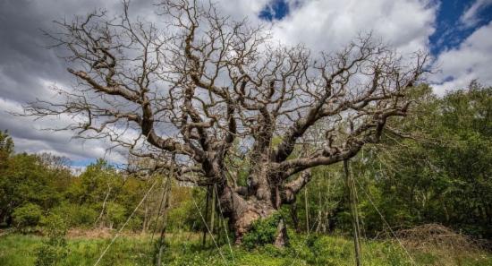World-Famous Robin Hood Oak Tree Has Died